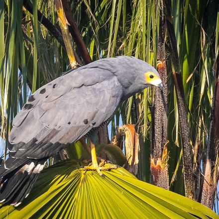 Adult African Harrier-Hawk perched, side view, Marina da Gama