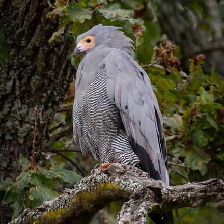 Adult African Harrier-Hawk perched, side view, Cape Town