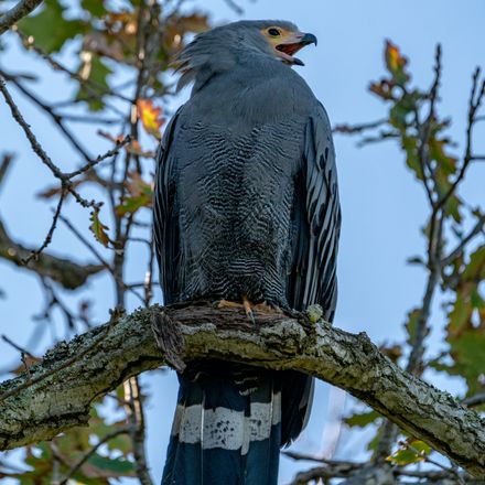 Adult African Harrier-Hawk perched, front view, Bellville