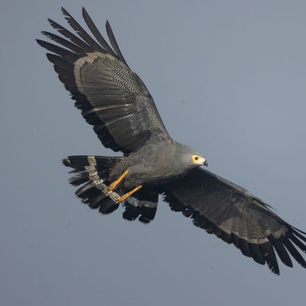Adult African Harrier-Hawk in flight, Plumstead