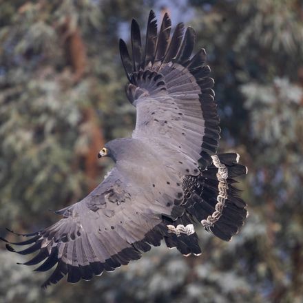 Adult African Harrier-Hawk in flight seen from above, Plumstead
