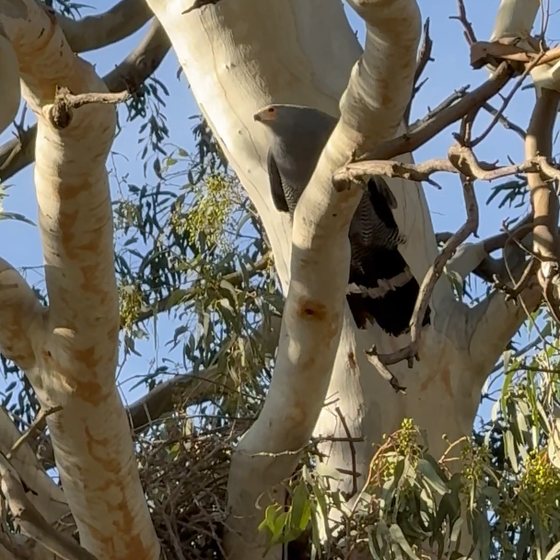African Harrier-Hawk at a stick nest in the fork of a gum tree