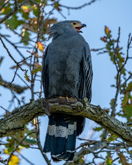 Adult African Harrier-Hawk perched and calling, showing grey plumage, barred belly and white tail band, Bellville