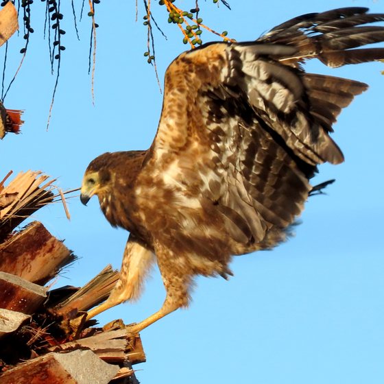 Juvenile African Harrier-Hawk clambering on a palm trunk