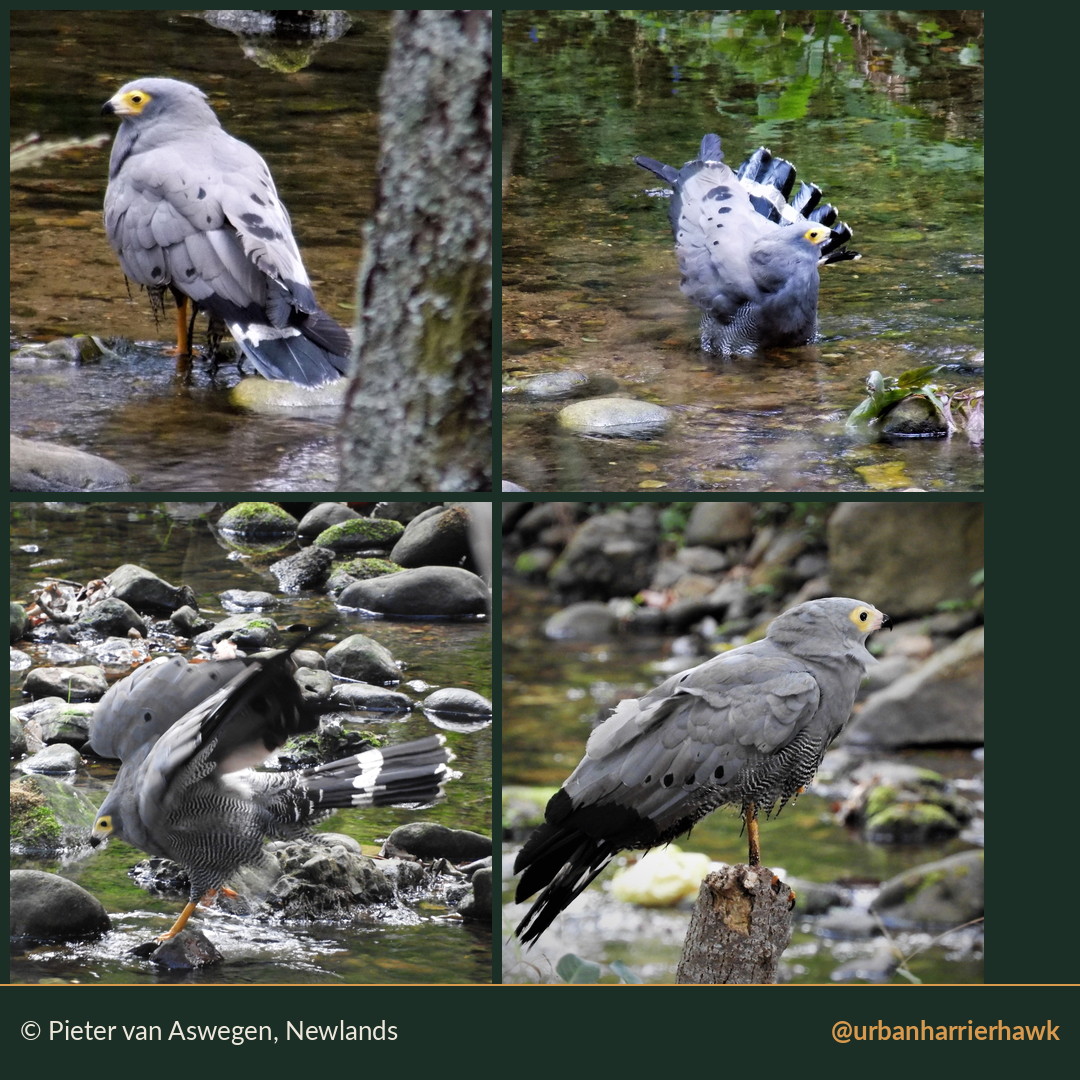 Four photographs of an adult African Harrier-Hawk bathing in a stream