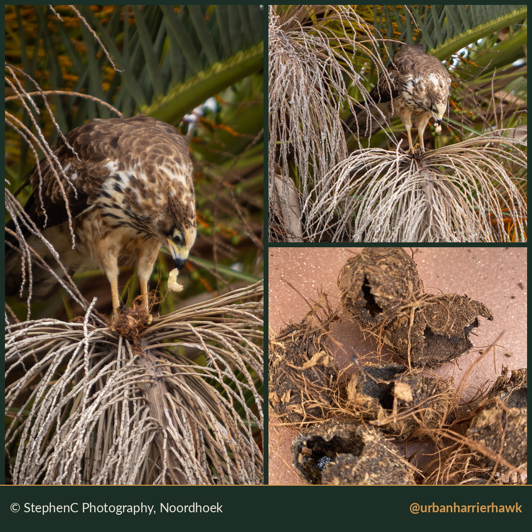 Three photographs of a juvenile African Harrier-Hawk extracting palm weevil grubs from a palm, and the opened casings left behind