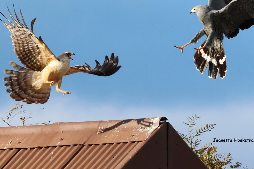 Juvenile and adult African Harrier-Hawk duelling in flight