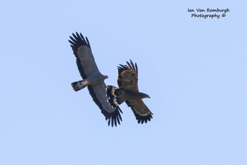 Juvenile and adult African Harrier-Hawk flying together