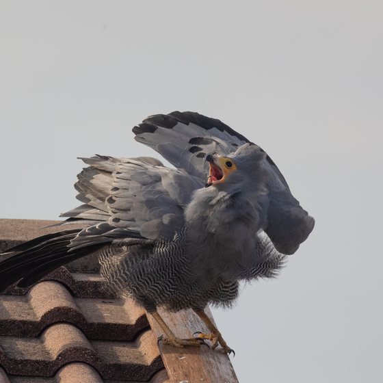 Adult African Harrier-Hawk on a roof with wings raised, defending