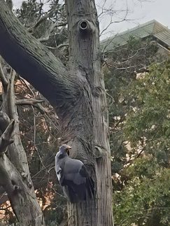 African Harrier-Hawk clambering through a canopy, Newlands