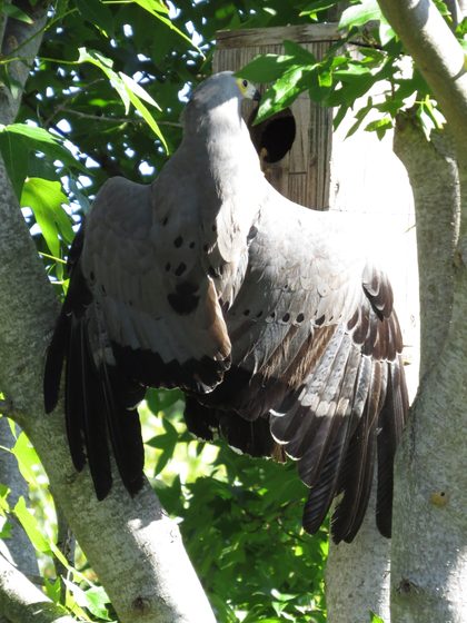 African Harrier-Hawk clambering on a tree trunk, Kommetjie