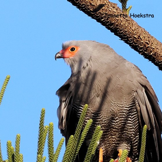 Adult African Harrier-Hawk with the bare facial skin flushed orange-red