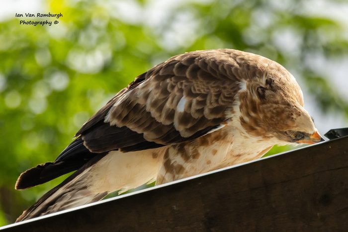 African Harrier-Hawk hunting