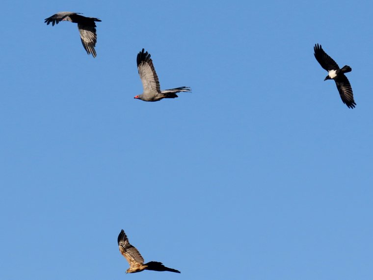 African Harrier-Hawk mobbed by a crow, Cape Town
