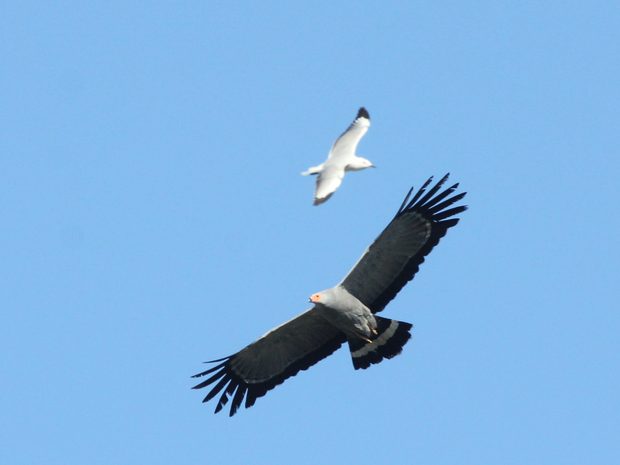 African Harrier-Hawk mobbed by a gull, Plumstead
