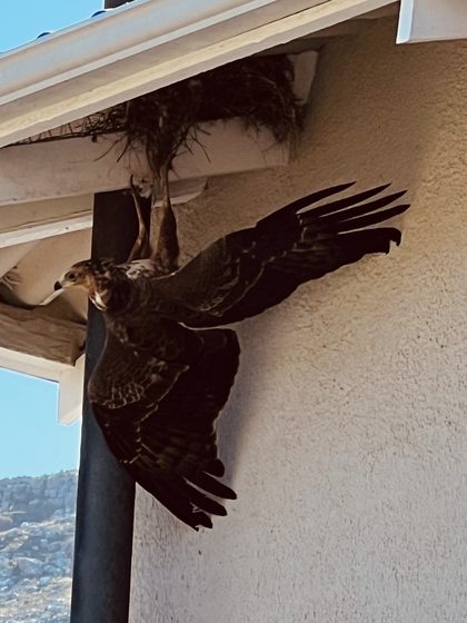 African Harrier-Hawk hanging upside down while hunting, Clovelly