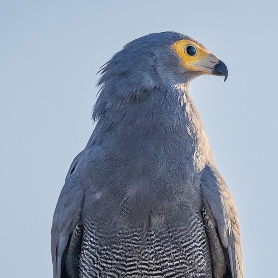 Adult African Harrier-Hawk with the bare facial skin unflushed and yellow, Marina da Gama
