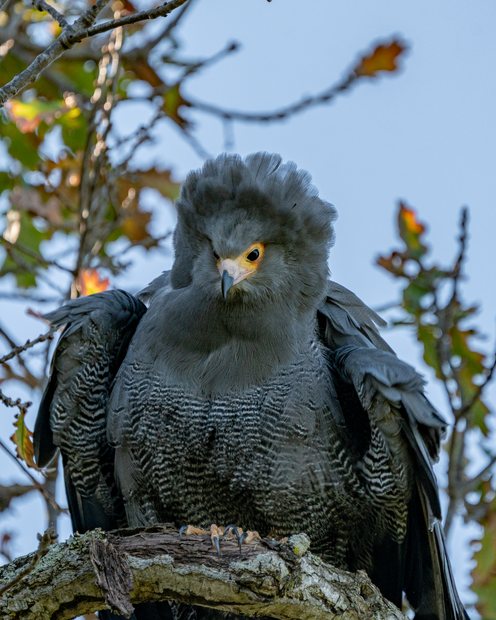Adult African Harrier-Hawk facing the camera with its crown feathers raised, Bellville