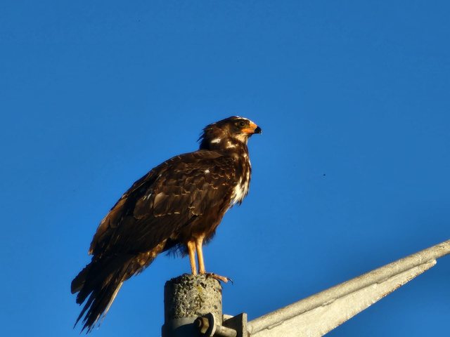 Juvenile African Harrier-Hawk, dark form, perched, Kirstenhof