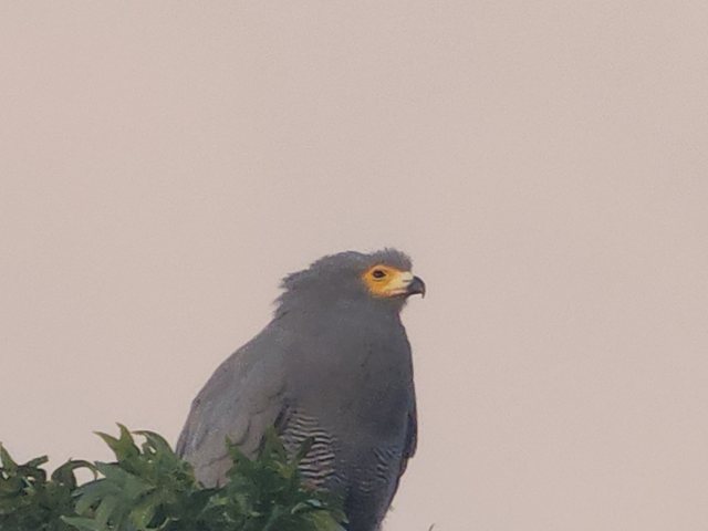 Adult African Harrier-Hawk beside a wall showing the bare yellow face, Lakeside