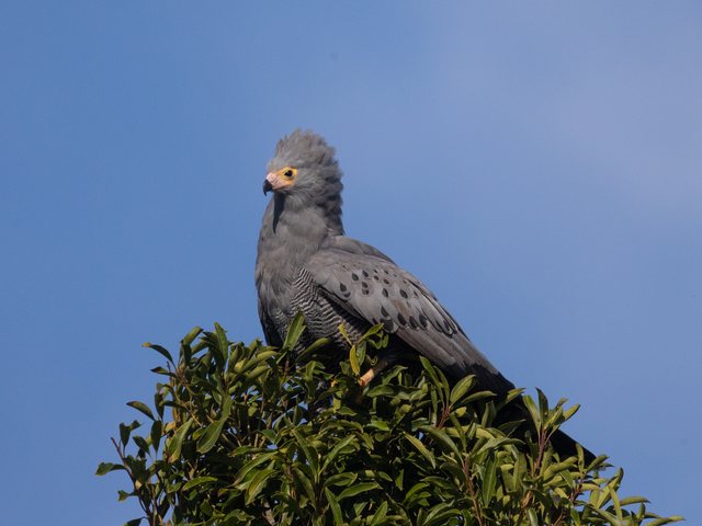 Adult African Harrier-Hawk perched on a hedge against a blue sky, Plumstead