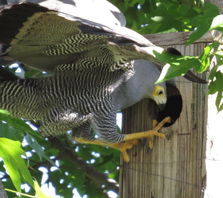 Adult African Harrier-Hawk hanging upside down at a pole cavity with one leg reaching inside