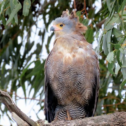 Immature African Harrier-Hawk, front view, Cape Town