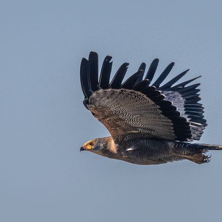 Immature African Harrier-Hawk in flight, Marina da Gama