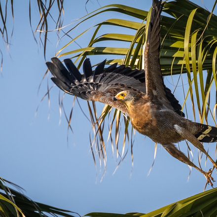 Immature African Harrier-Hawk, side view, Marina da Gama