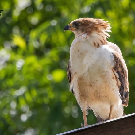 Juvenile African Harrier-Hawk, pale form, perched front view
