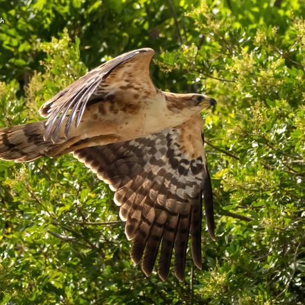 Juvenile African Harrier-Hawk, pale form, in flight