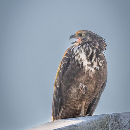 Juvenile African Harrier-Hawk perched, Marina da Gama