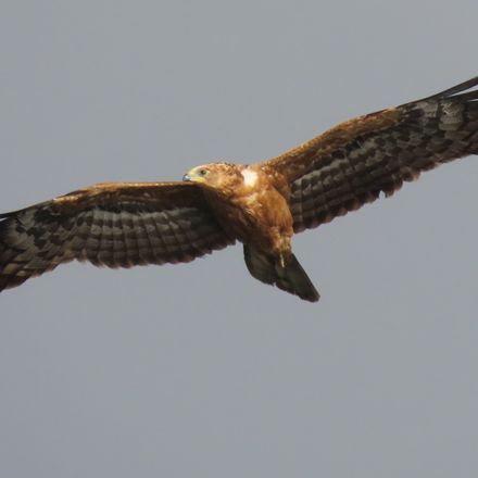 Juvenile African Harrier-Hawk in flight, Cape Town