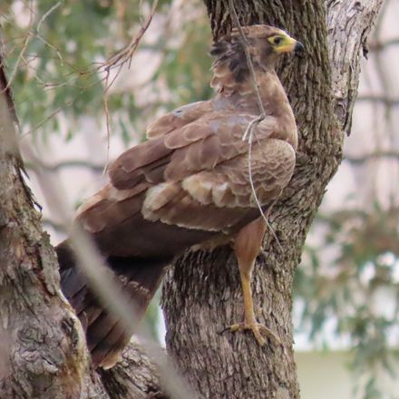 Juvenile African Harrier-Hawk perched, side view