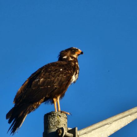 Juvenile African Harrier-Hawk, dark form, perched, Kirstenhof