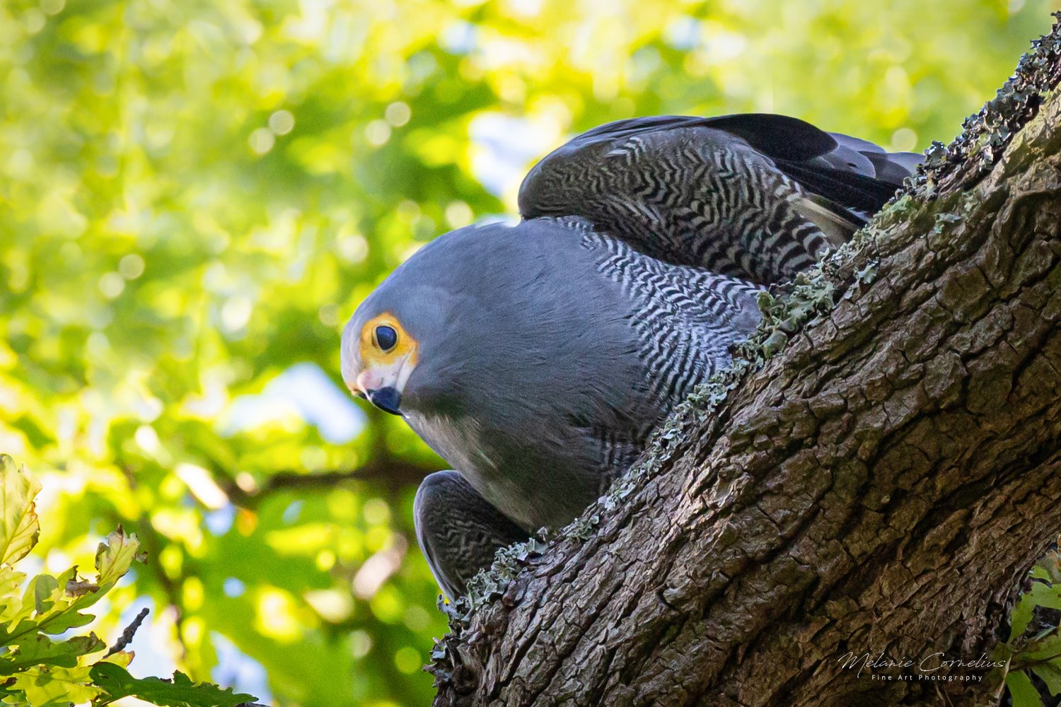 Adult African Harrier-Hawk looking down from the fork of a tree, Constantia, Cape Town