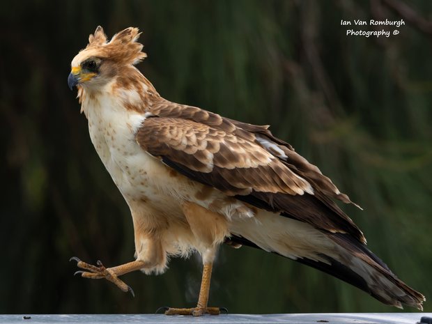 Immature African Harrier-Hawk standing on a roof