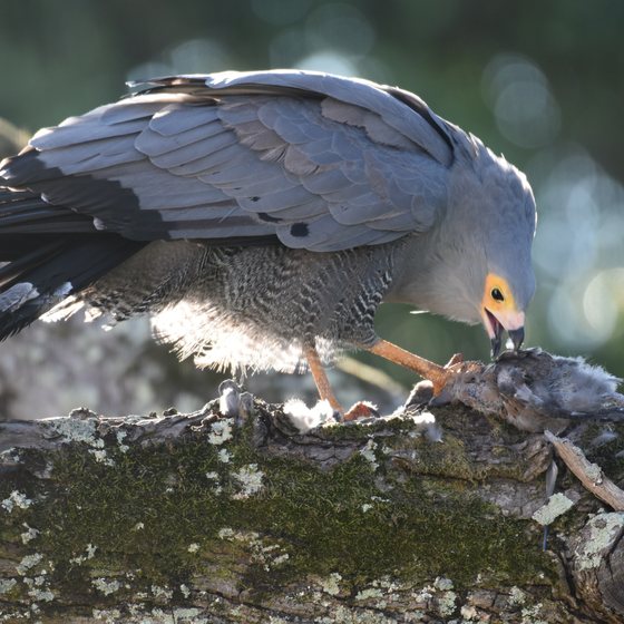 Adult African Harrier-Hawk feeding on prey against a branch